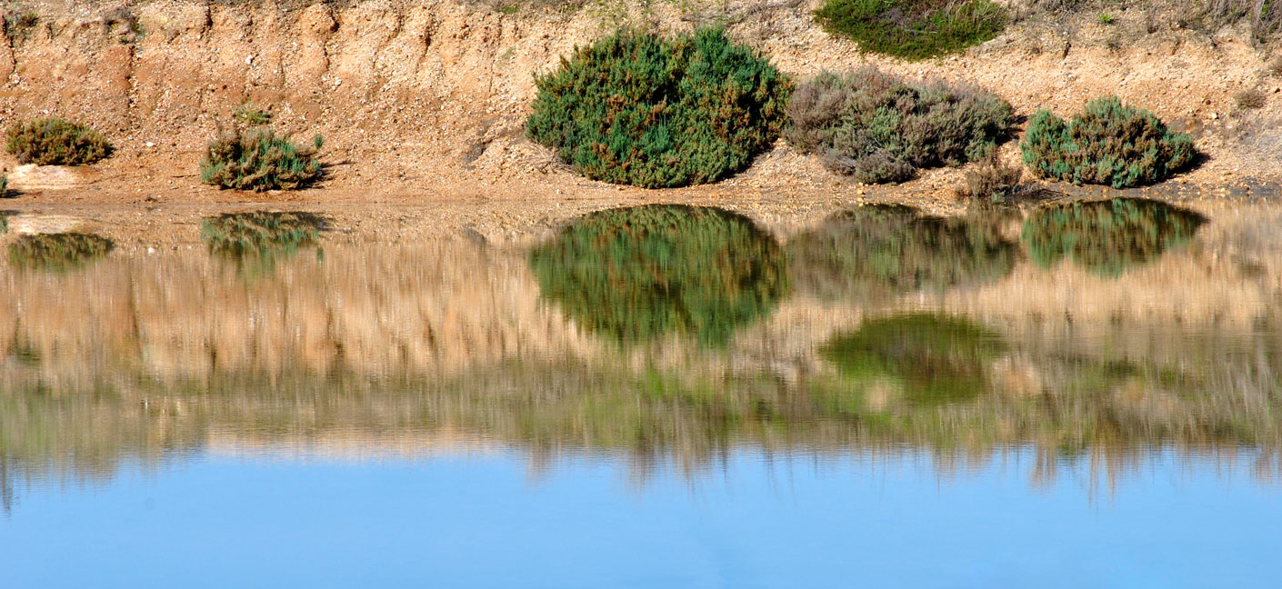 ECOALGAS | Inicio - Cultivo y recolección de algas marinas ecológicas