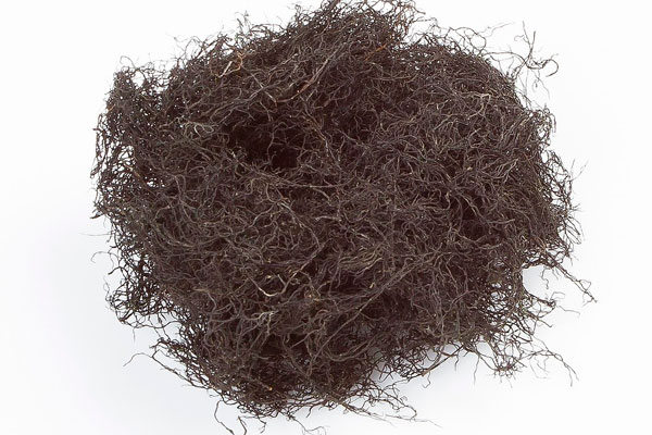 ECOALGAS | Inicio - Cultivo y recolección de algas marinas ecológicas